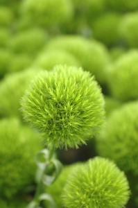 Greentruffe_up