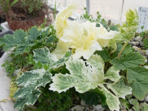 Acanthus