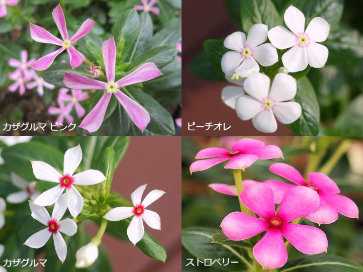 ミニナツ