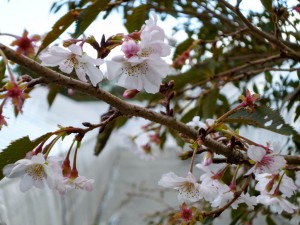 P1000041