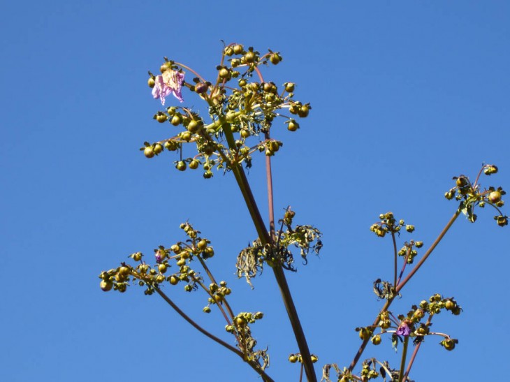 P1000066