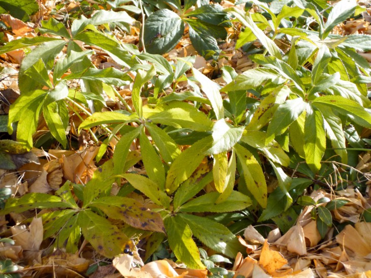 P1000075