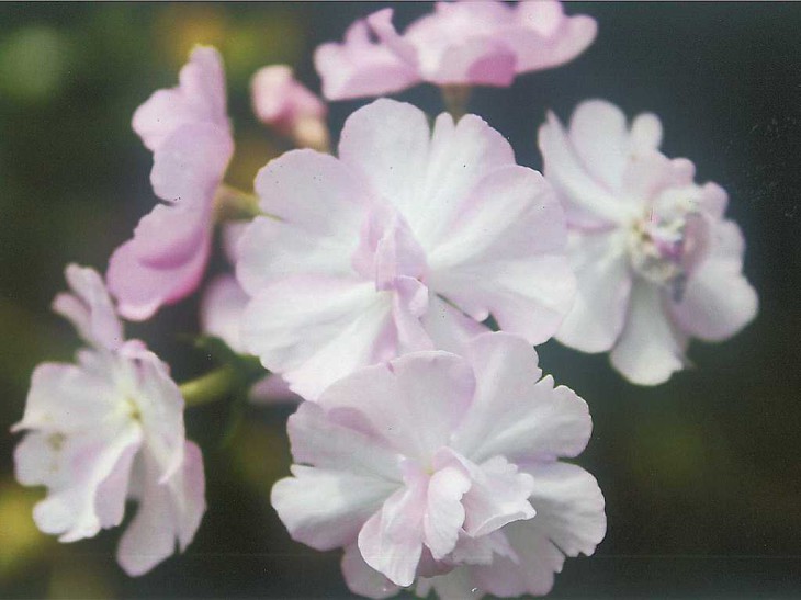 primula1