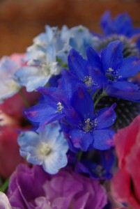 IMGP0017