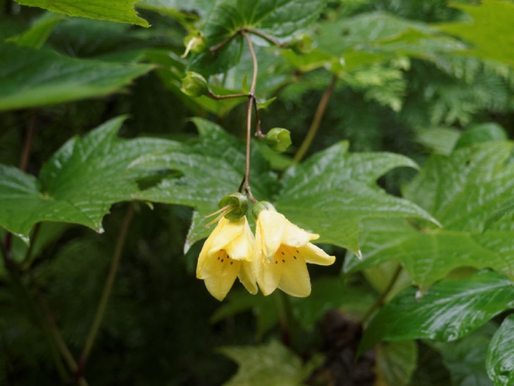 キレンゲショウマ の 花