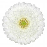 White Jewel-flo-m