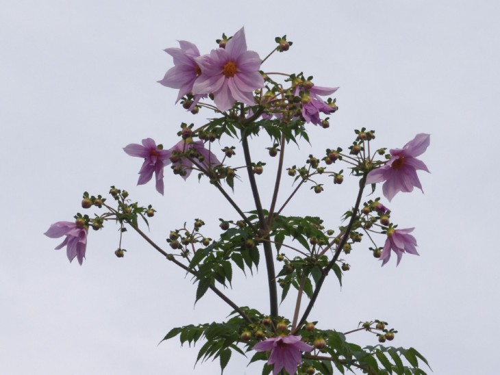 コウテイダリアの花