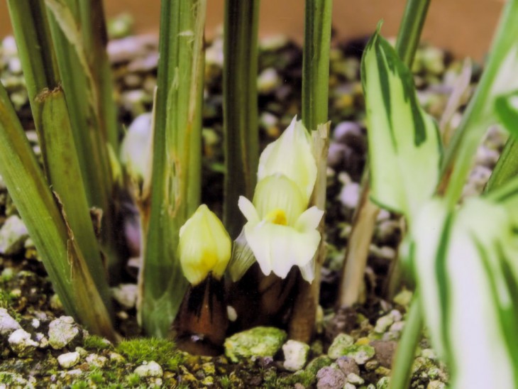 斑入りミョウガの花