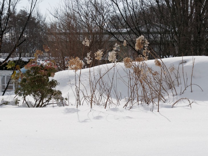 雪のガーデン