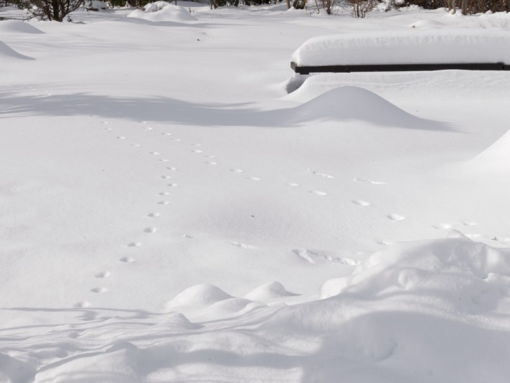 雪のあしあと