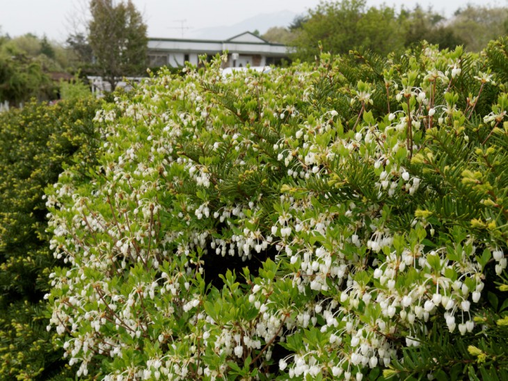 ドウダンツツジの花