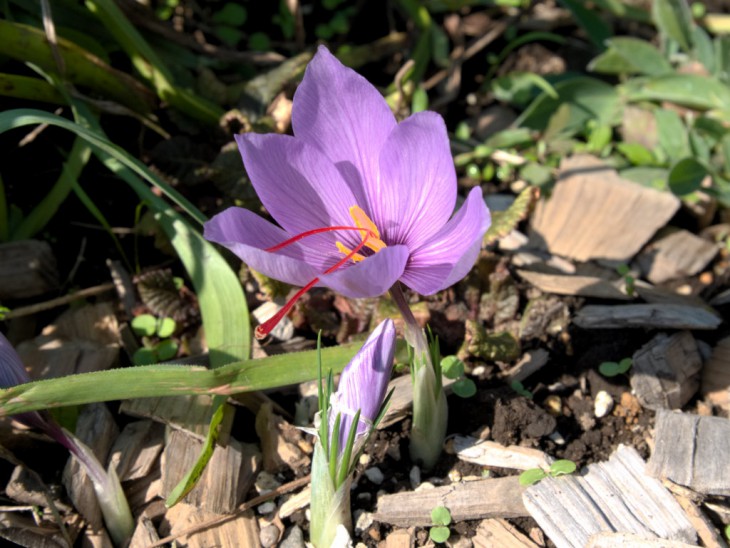 サフランの花