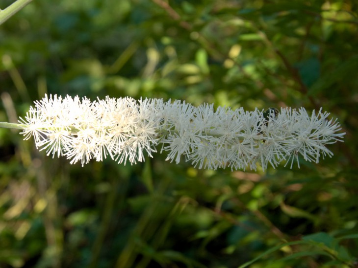 サラシナショウマの花