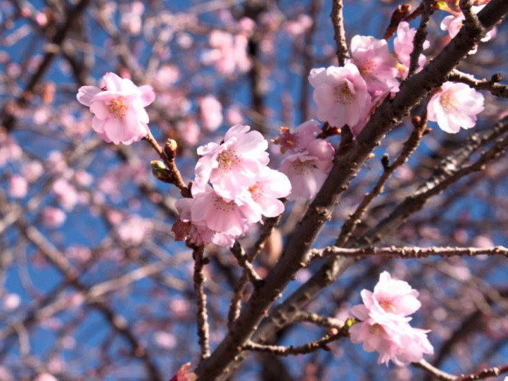 十月桜