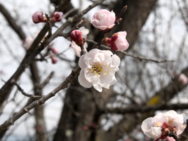 梅の花