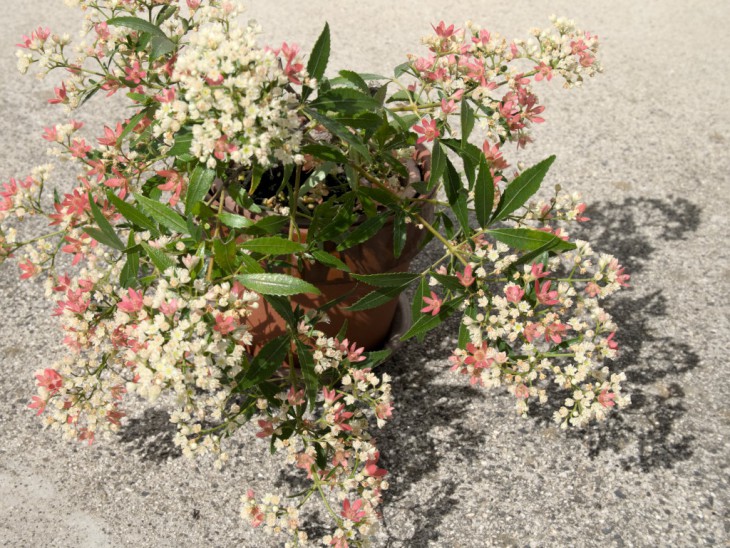 クリスマスブッシュ Ceratopetalus