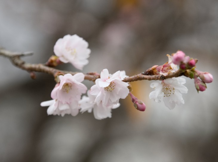 十月桜