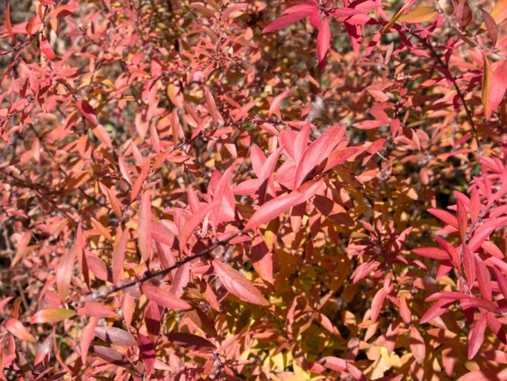 雪柳の紅葉