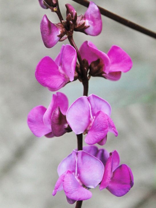 ドリコスの花