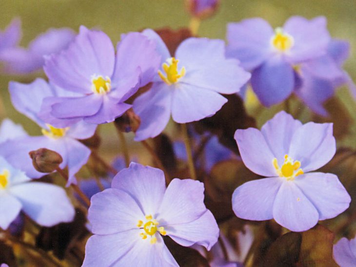 タツタソウの花