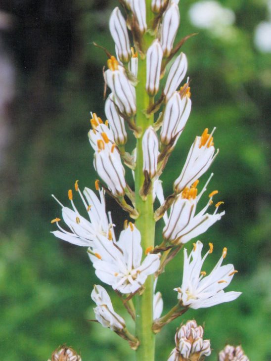 アスフォデラスの花