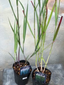 Ababa 花苗入荷情報 7月21日 ミヨシグループ Miyoshi Group Co Ltd Ababa 花苗入荷情報 7月21日 ミヨシグループ Miyoshi Group Co Ltd