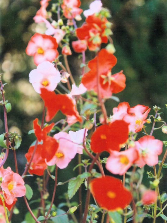 アロンソアの花・サーモンピンクやバイカラーなど