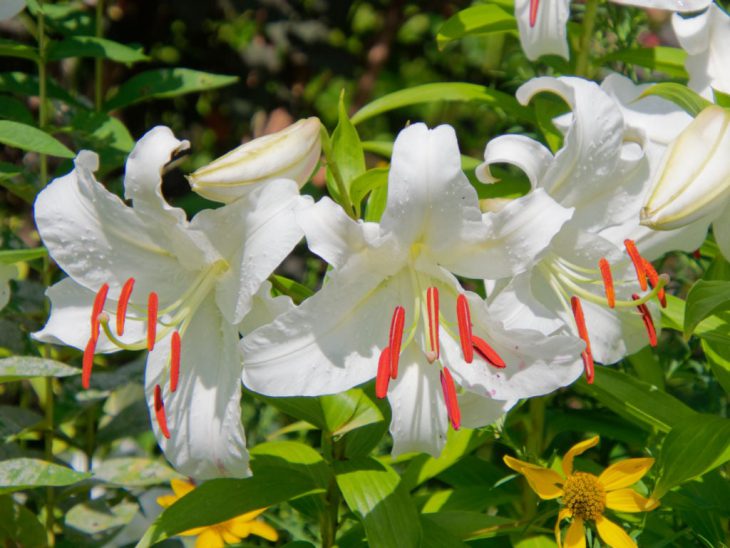 大輪の白花ユリ、カサブランカ