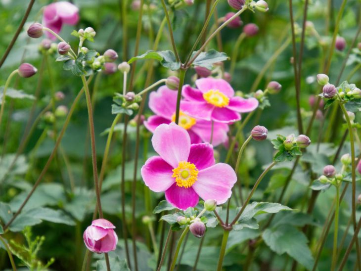 シュウメイギク・ダイアナの花