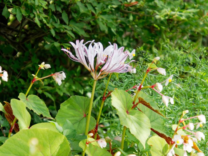 リコリス・インカルナータの花と秋海棠