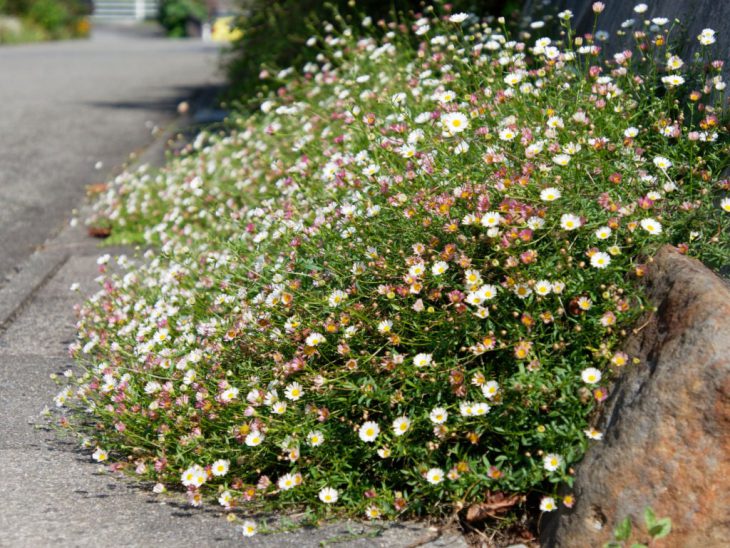 源平小菊の花