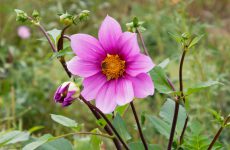 皇帝ダリアハイブリッド、ガッツァリア･ピンクの花