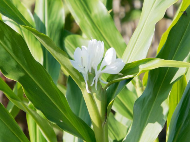 ハナシュクシャの白い花