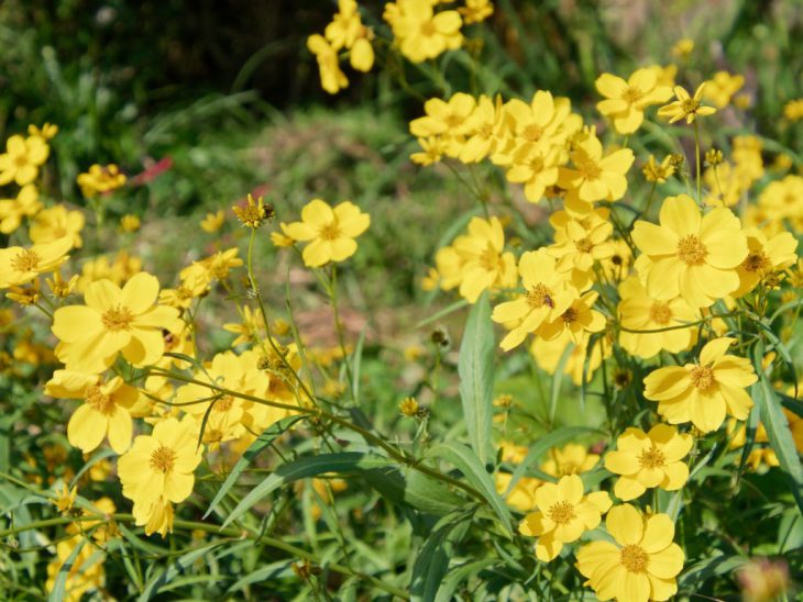 ビデンス・ラエビス（ウィンターコスモス）の花