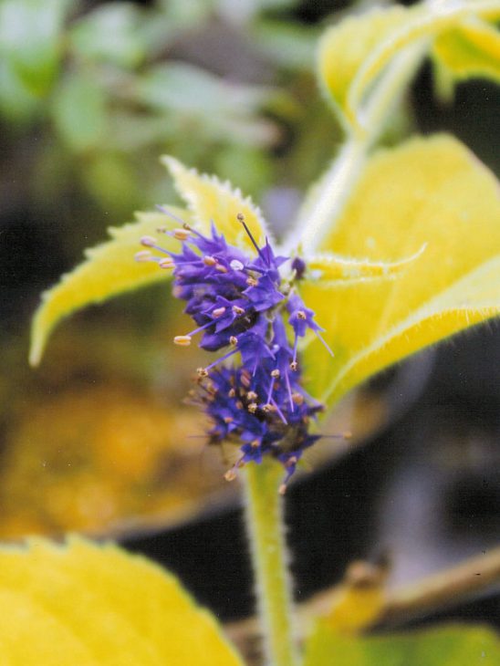 スズカケソウの花