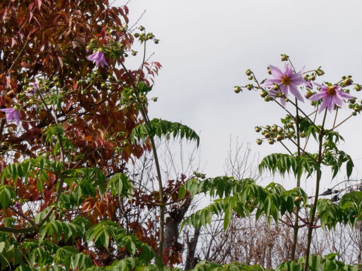 皇帝ダリアの花