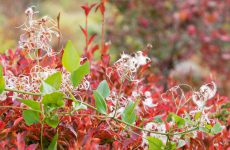 ドウダンツツジの紅葉とセンニンソウの種子