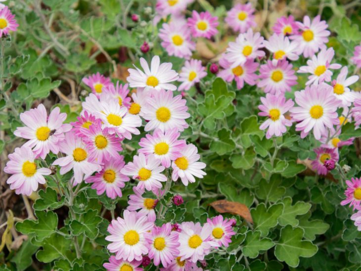 アカバナサツマノギクの花