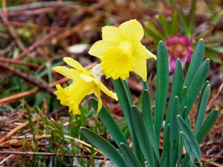 黄スイセンの花