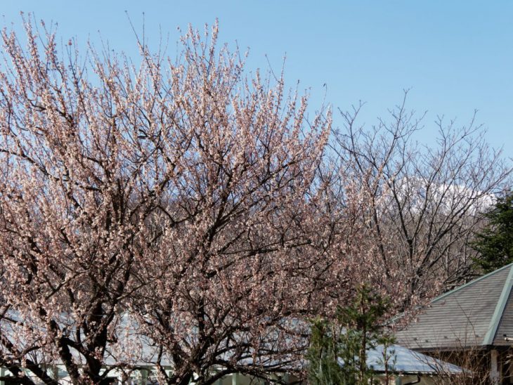 暖地桜桃（さくらんぼ）の花