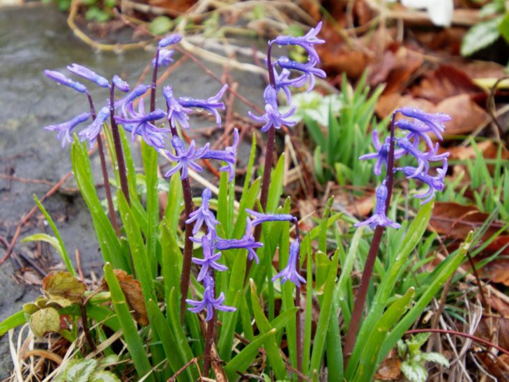 ローマン系ヒヤシンスの花