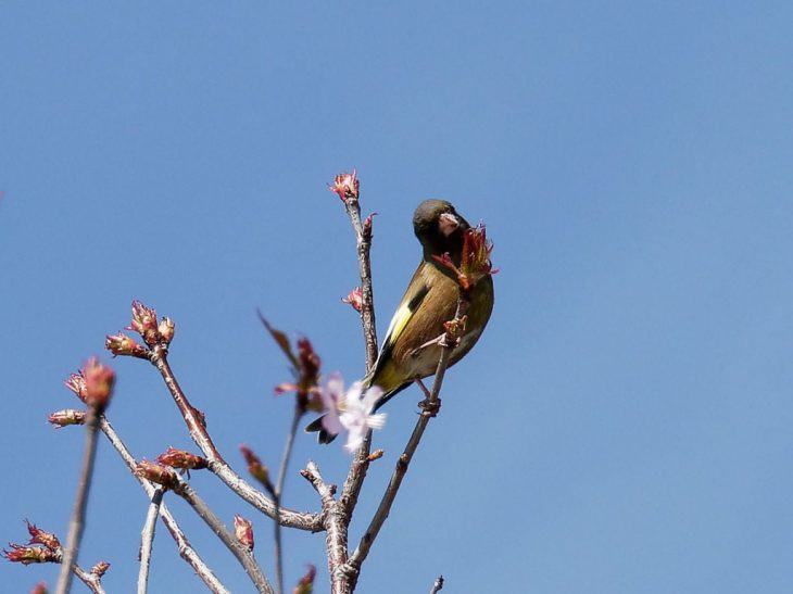 桜の枝にカワラヒワ