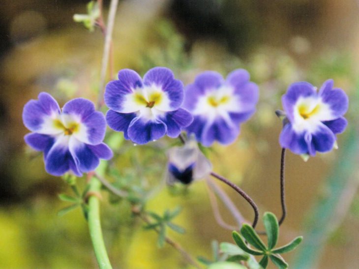 トロパエオルム・アズレウムの花