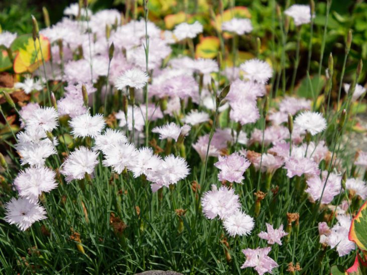 タツタナデシコの花