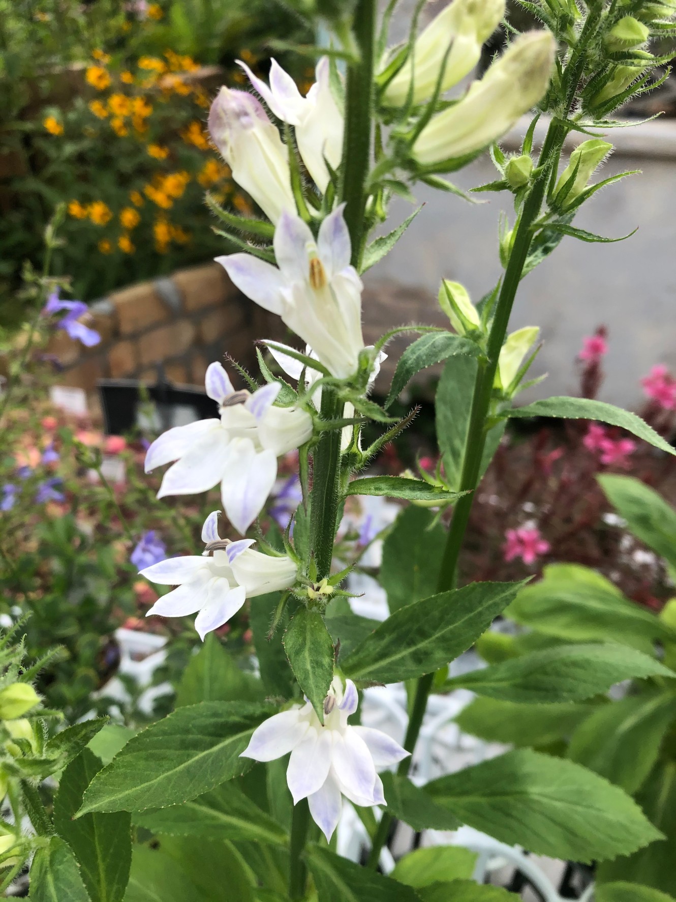 こんな長雨だからこそ改めて感じるお花の楽しさ ミヨシグループ Miyoshi Group Co Ltd こんな長雨だからこそ改めて感じるお花の楽しさ ミヨシグループ Miyoshi Group Co Ltd