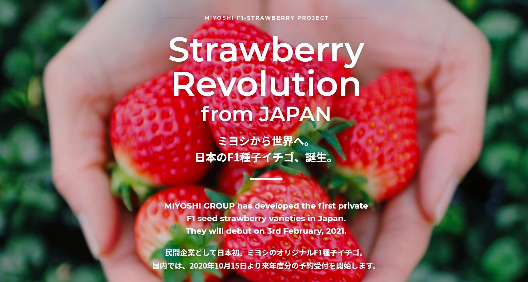 日本初 民間企業オリジナルのf1種子イチゴを販売 ミヨシグループ Miyoshi Group Co Ltd