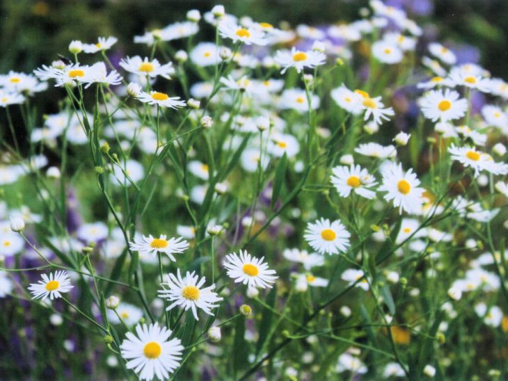 ボルトニア・アステロイデスの花