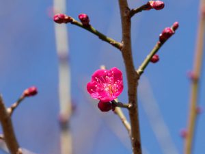 紅梅