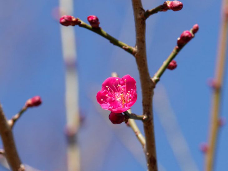 紅梅