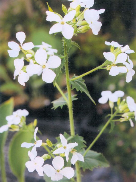 白花ルナリア